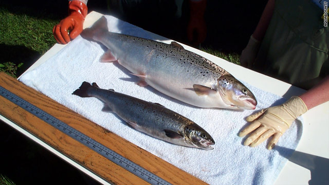 In Approving transgenic Salmon Eggs, Canada has been grossly or criminally negligent