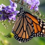 Monsanto blamed for disappearance of monarch butterflies
