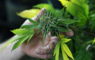Is pot tax revenue too tempting for government to refuse?