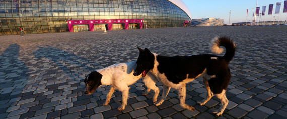 Sochi Stray Dogs To Be Killed Thoughout Olympics