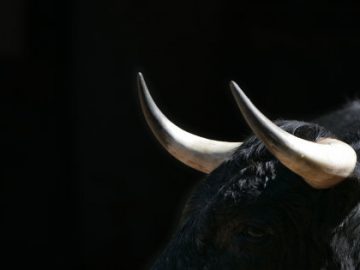 Nova Scotia Police Searching For Bull On The Loose