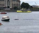 Orca pod cruises through Victoria's Inner Harbour during hour-long visit