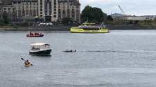 Orca pod cruises through Victoria's Inner Harbour during hour-long visit