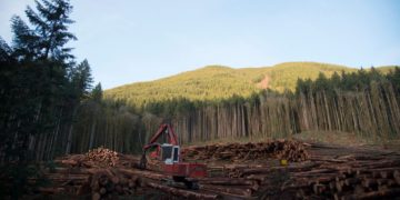 Worse than 2008? B.C. forest industry facing unprecedented struggle